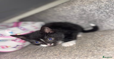 Mixed Breed cats - Advert 14
