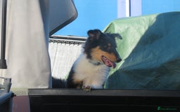 Mixed Breed dogs for sale: Rough collie cross  - Image 8