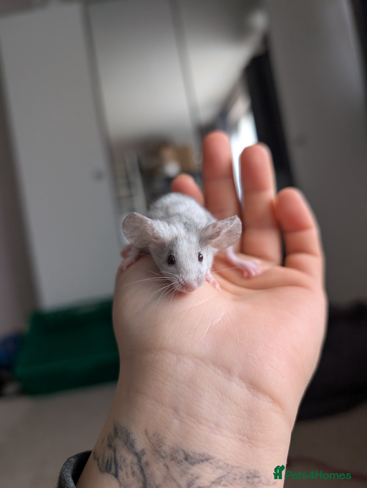 Mouse rodents Female and male splashed fancy mice - Advert 2