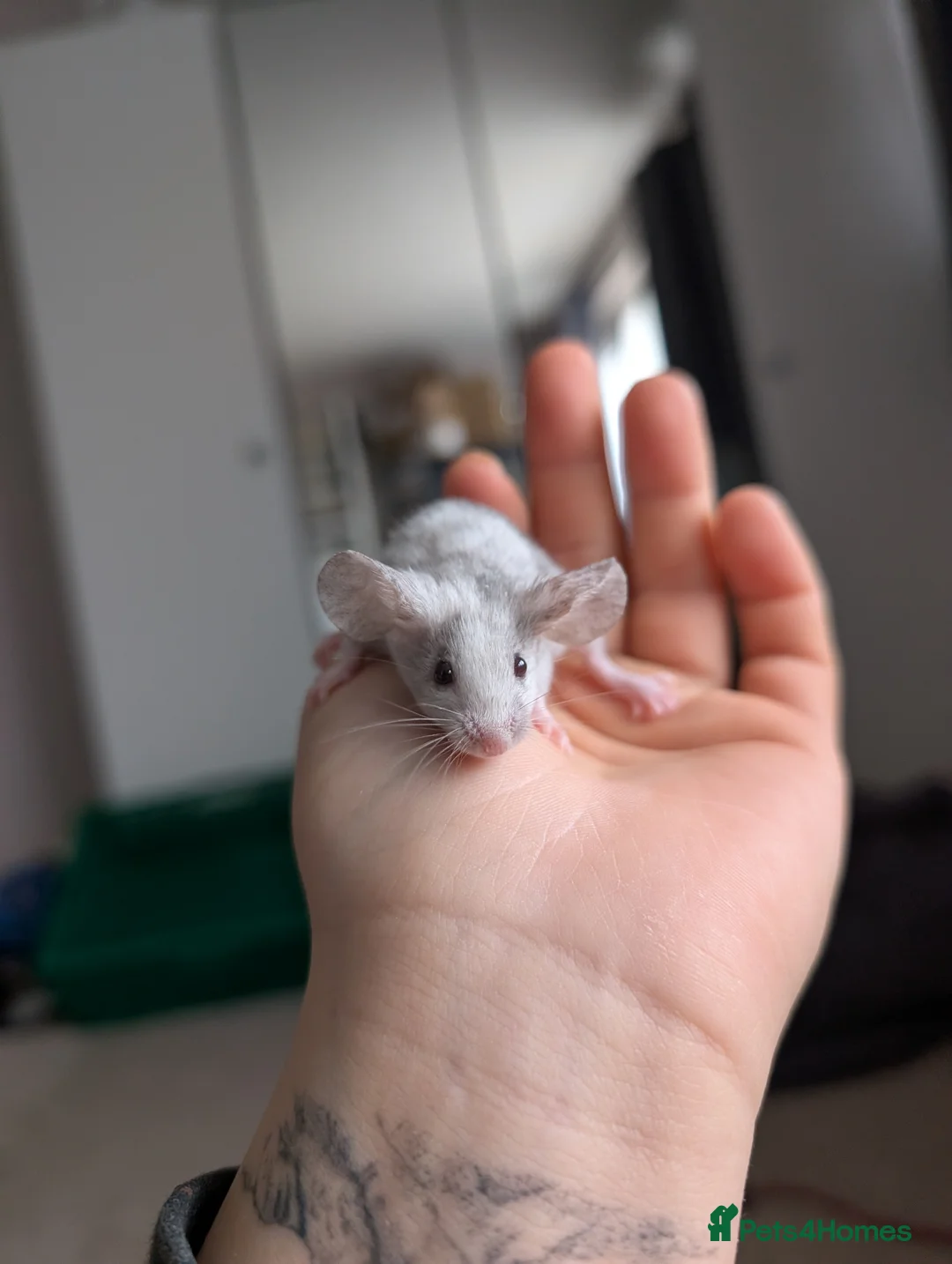 Mouse rodents for sale: Female and male splashed fancy mice - Advert 1