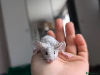 Mouse rodents Female and male splashed fancy mice - Advert 9