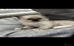 Ragdoll cats for sale: GCCF REGISTERED DNA TESTED PARENTS AND CLEAR  - Image 13