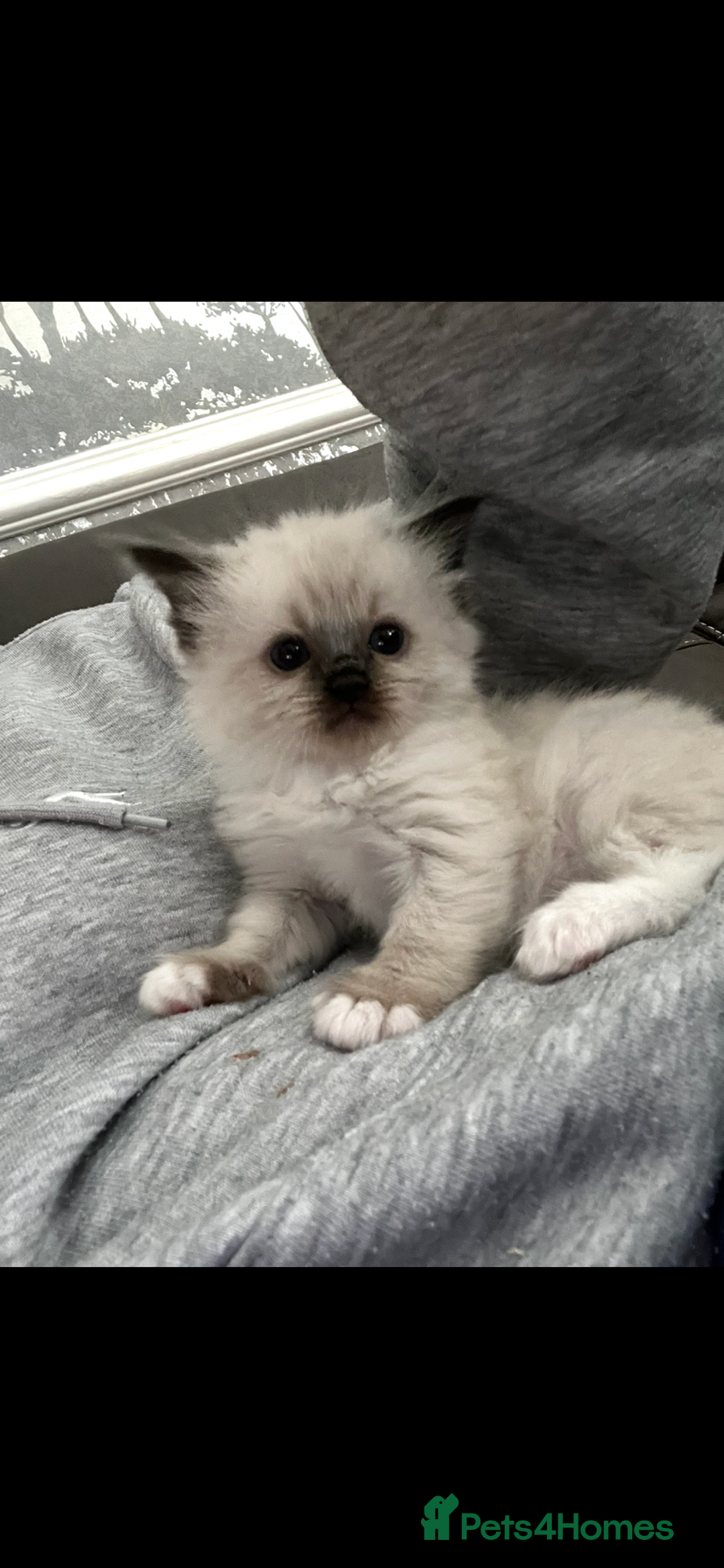Ragdoll cats for sale: GCCF REGISTERED DNA TESTED PARENTS AND CLEAR  - Image 13