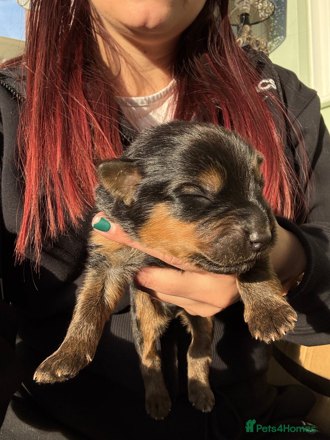 Mixed Breed dogs for sale: Shepweiler Puppies (GSD x Rottie) - Advert 7