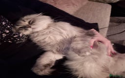 Scottish Fold cats for sale: Scottish fold long hair  - Image 4