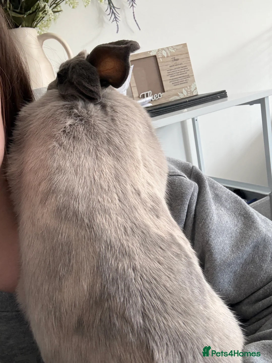 Rex rabbits for sale: Female rabbit - Advert 2