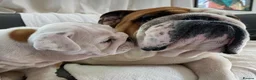 English Bulldog dogs for sale: Beautiful PURE English Bulldog Pups Ready for sale - Advert 6