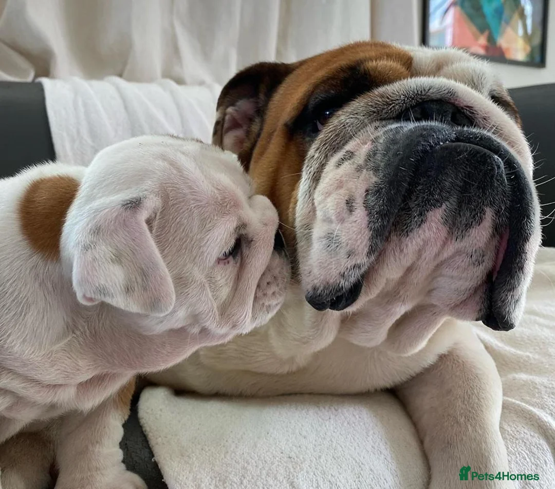 English Bulldog dogs for sale: Beautiful PURE English Bulldog Pups Ready for sale - Advert 6
