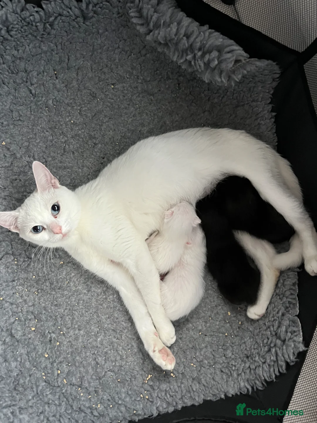 Khao Manee cats for sale: Khao Manee x DSH - Advert 1