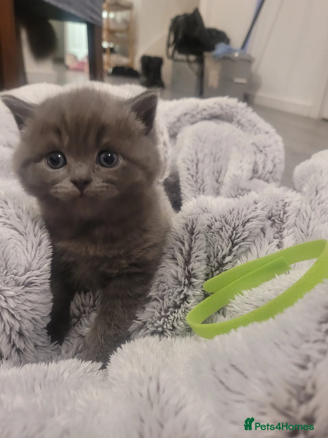 British Shorthair cats for sale: BSH kittens  - Advert 13