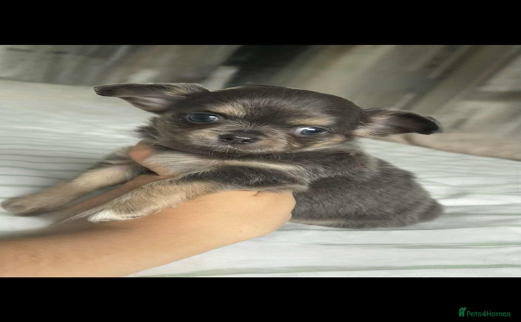 Chihuahua dogs - Advert 2