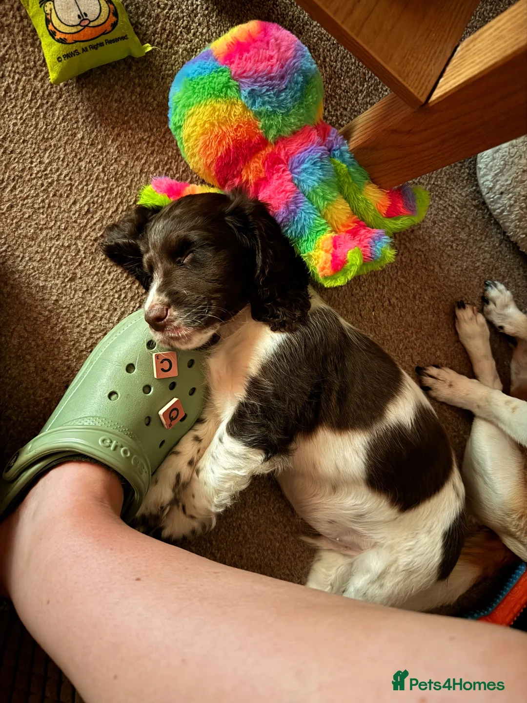 Cocker Spaniel dogs for sale: Cocker spaniel beautiful boy in Stirling - Advert 2