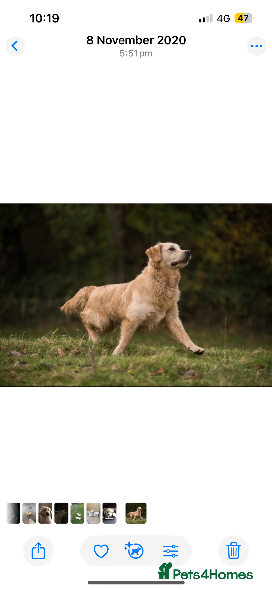 Golden Retriever dogs for sale: Gorgeous outstanding puppies  - Advert 3
