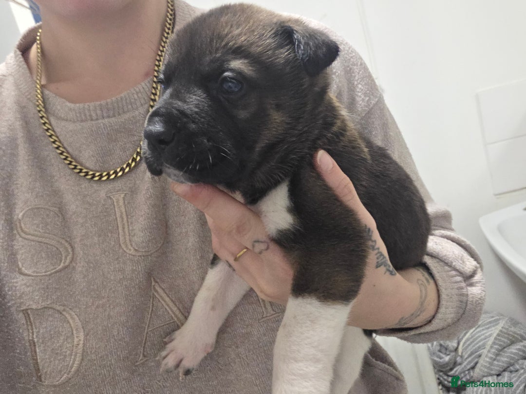 Mixed Breed dogs for sale: 3 girls left for rehoming  - Advert 5