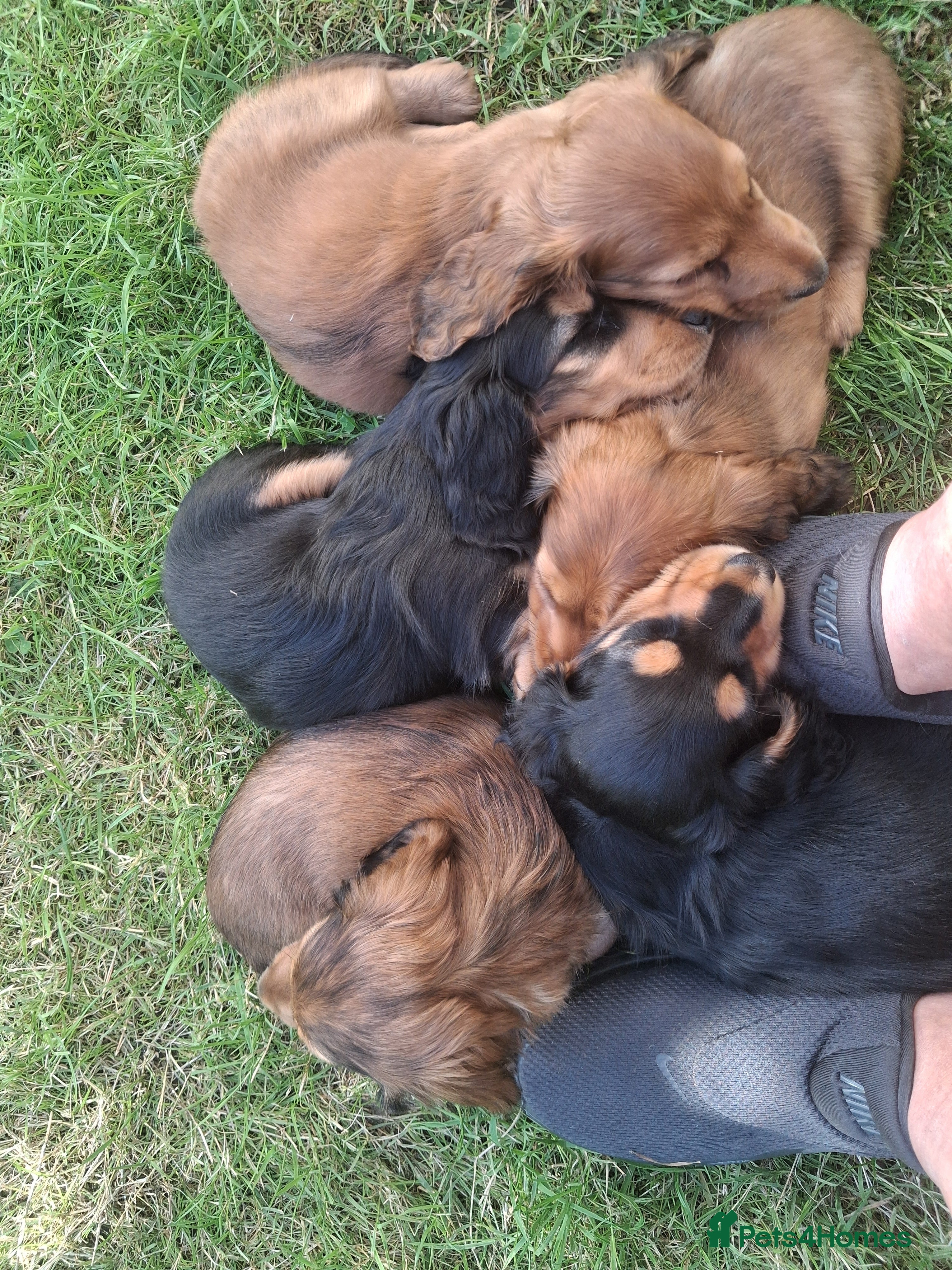 Dachshund dogs Adorable Dachshund Puppies Looking For Loving Home - Advert 2