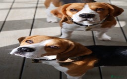 Beagle dogs for stud: Archie - Quality Proven KC Stud Dog in Plymouth - Image 4