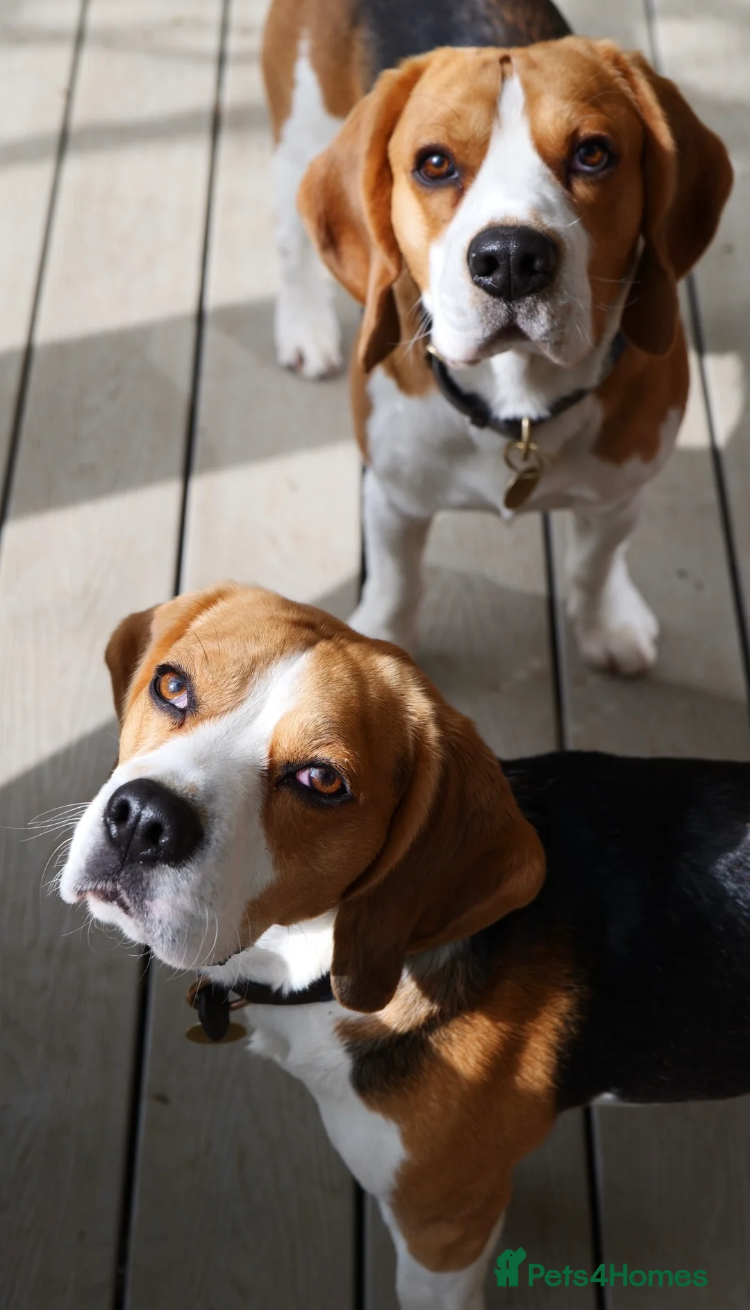 Beagle dogs for stud: Archie - Quality Proven KC Stud Dog in Plymouth - Advert 4