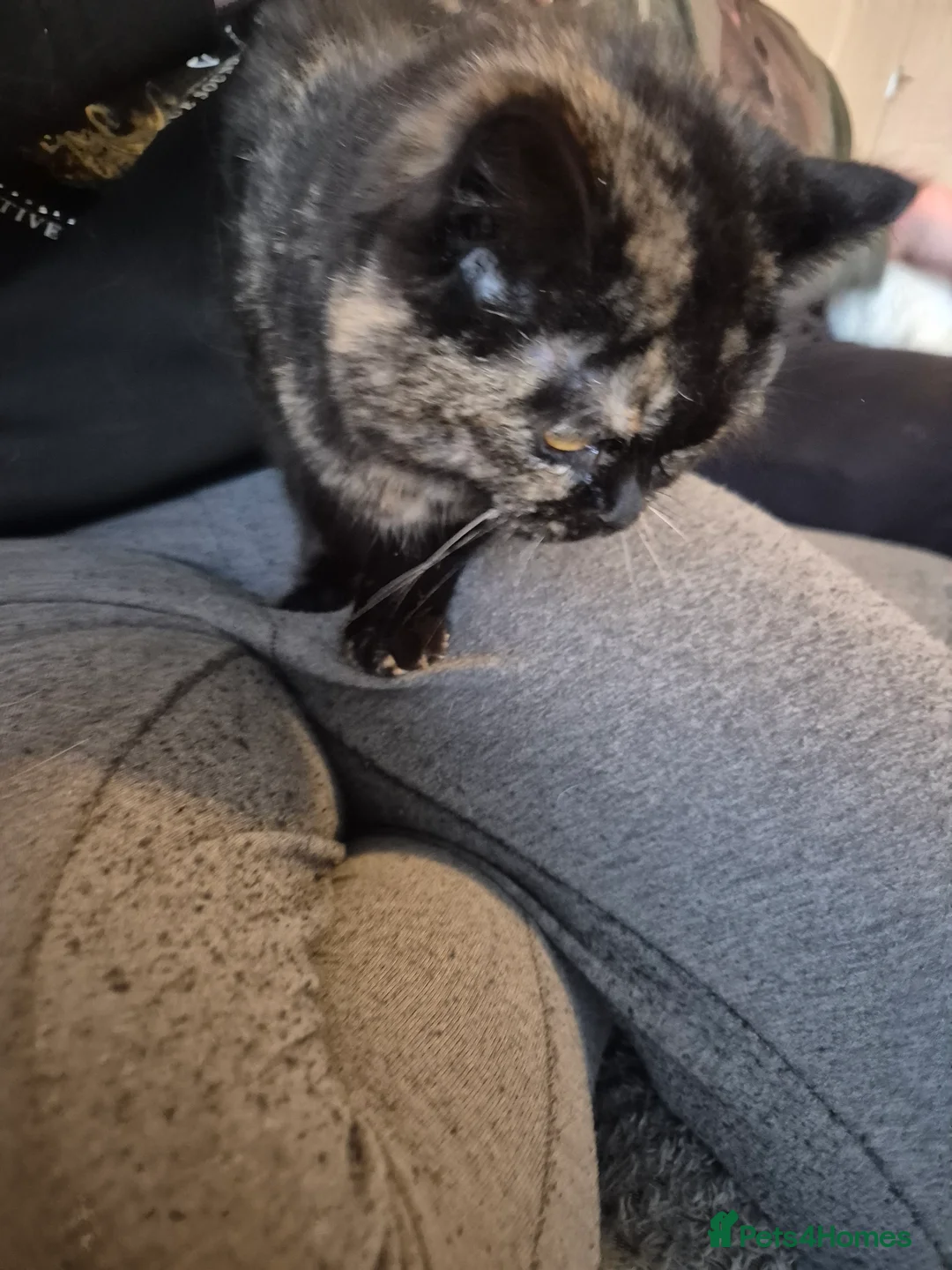 Selkirk Rex cats for sale: Pedigree tica reg black tortie neutered  - Advert 8