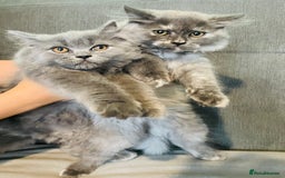 Scottish Fold cats for sale: Scottish straight girl and boy ready to go - Image 7