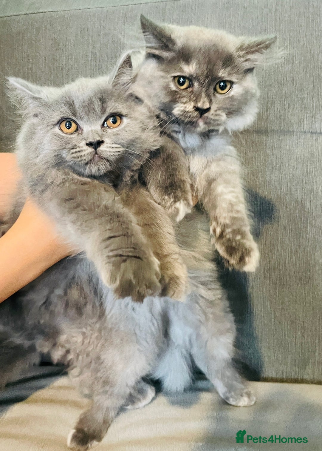 Scottish Fold cats for sale: Scottish straight girl and boy ready to go - Image 7
