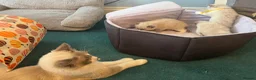 Ragdoll cats for sale: 4 beautiful ragdoll kittens  - Advert 13