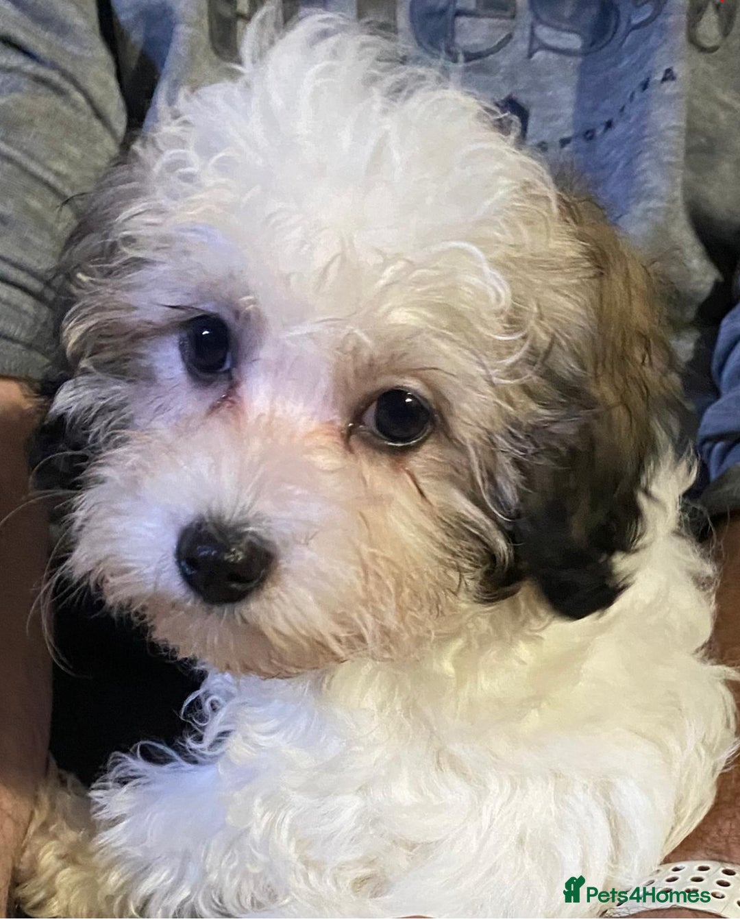 Maltipoo dogs for sale: Tiny Girl Parti Maltipoo Puppy - Image 3