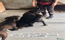 Mixed Breed dogs for adoption: Gilbert, 6 yrs old. Reserved stc. - Image 12