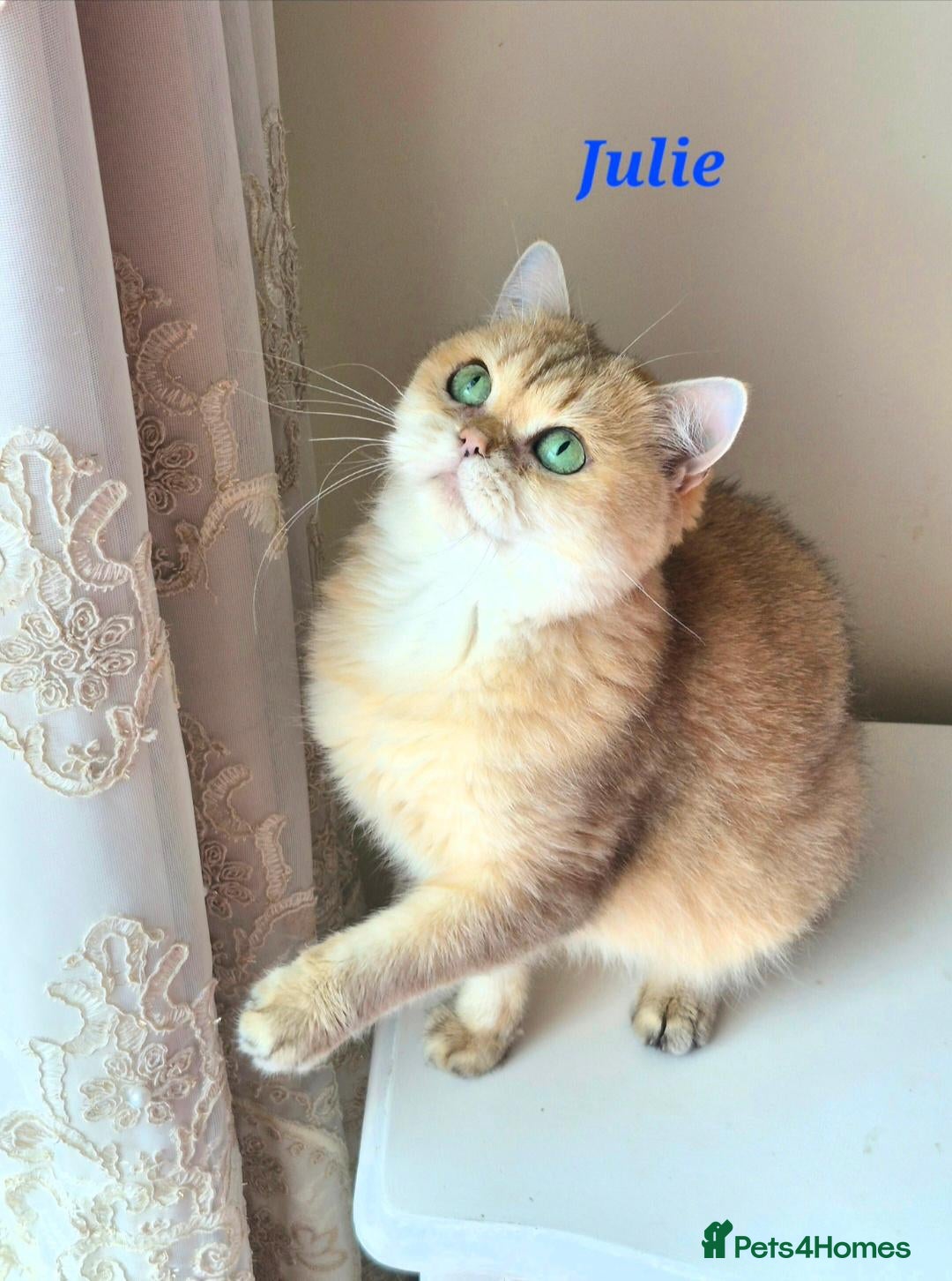 British Longhair cats for sale:  Tica registered BLH/BSH golden shaded  kittens  - Advert 2