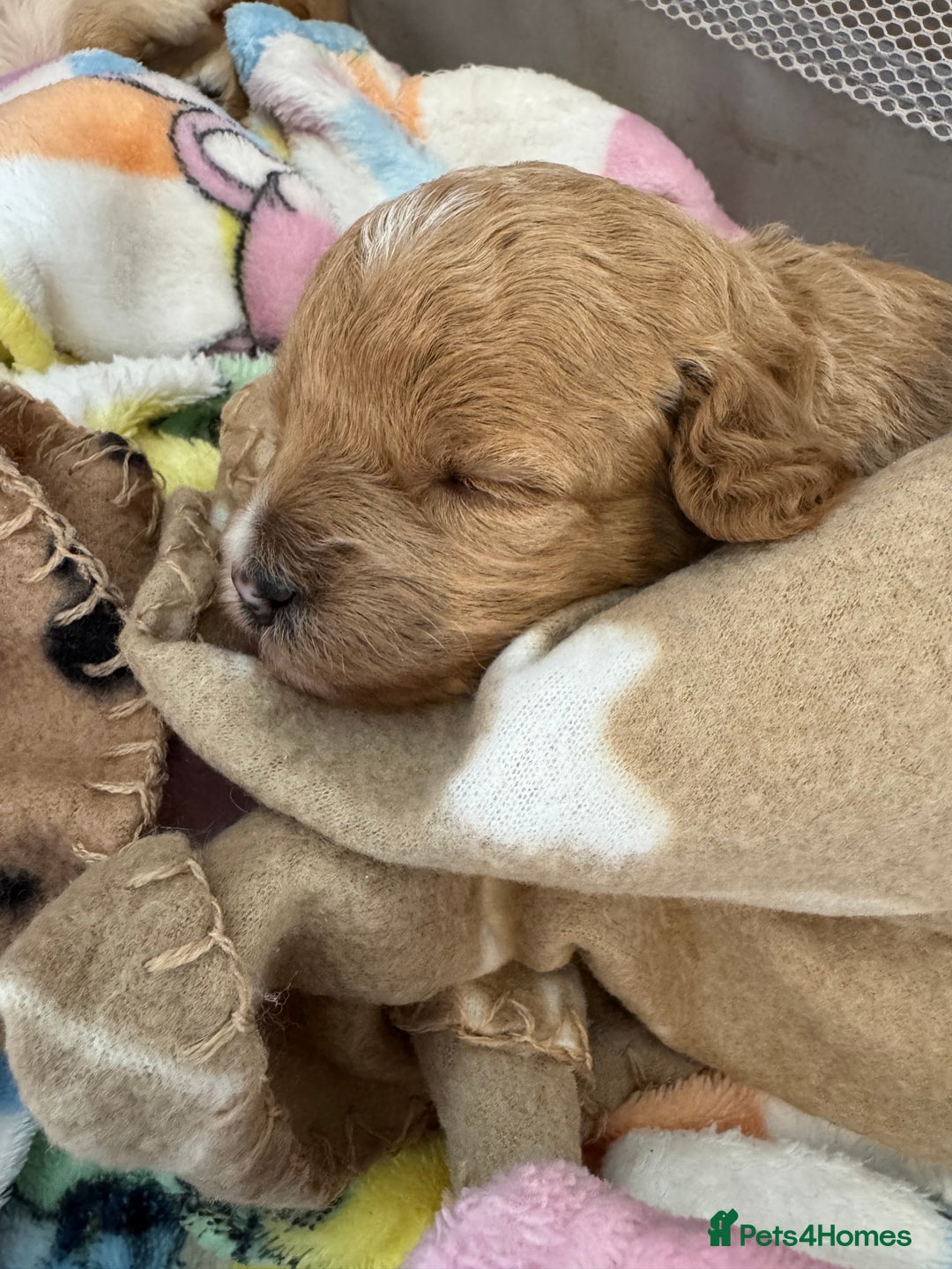 Mixed Breed dogs for sale: 💕 Gorgeous Cavapoochon Puppies 💕  - Image 4