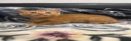Mixed Breed cats for sale: Kittens for sale!  - Advert 15