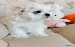 Maltese dogs for sale: 🌟Stunning Tiny Korean Maltese KC Reg🌟 - Advert 12