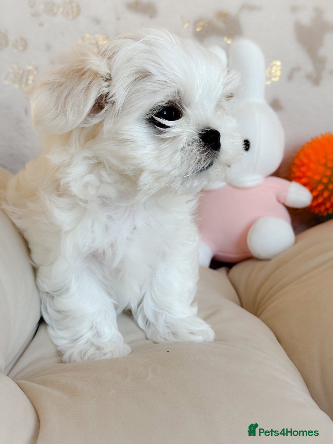 Maltese dogs for sale: 🌟Stunning Tiny Korean Maltese KC Reg🌟 - Advert 12