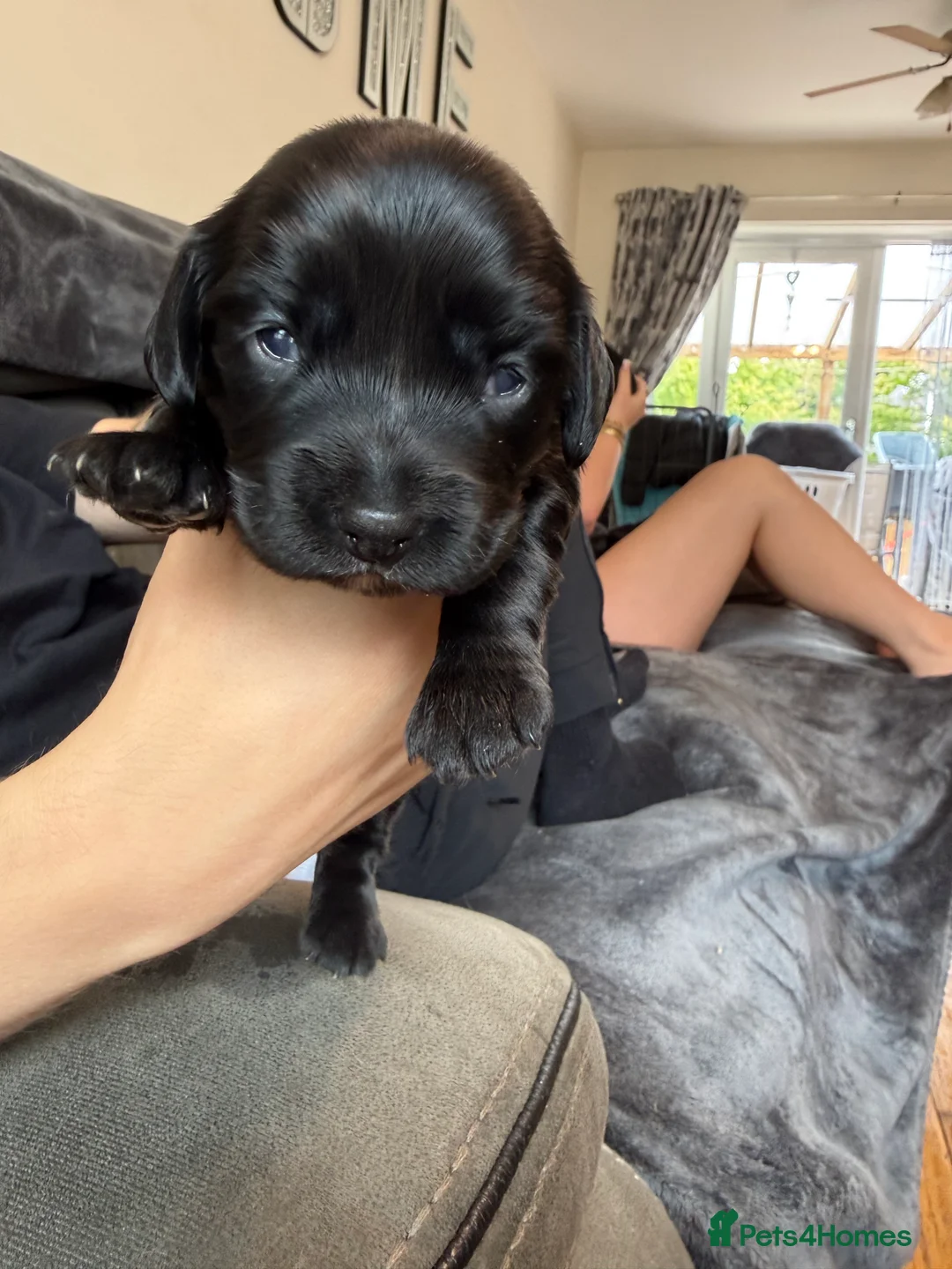 Cockapoo dogs for sale: Stunning cockapoos - Advert 2