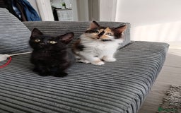 Domestic Shorthair cats for sale: cute mix breed kittens - Image 9