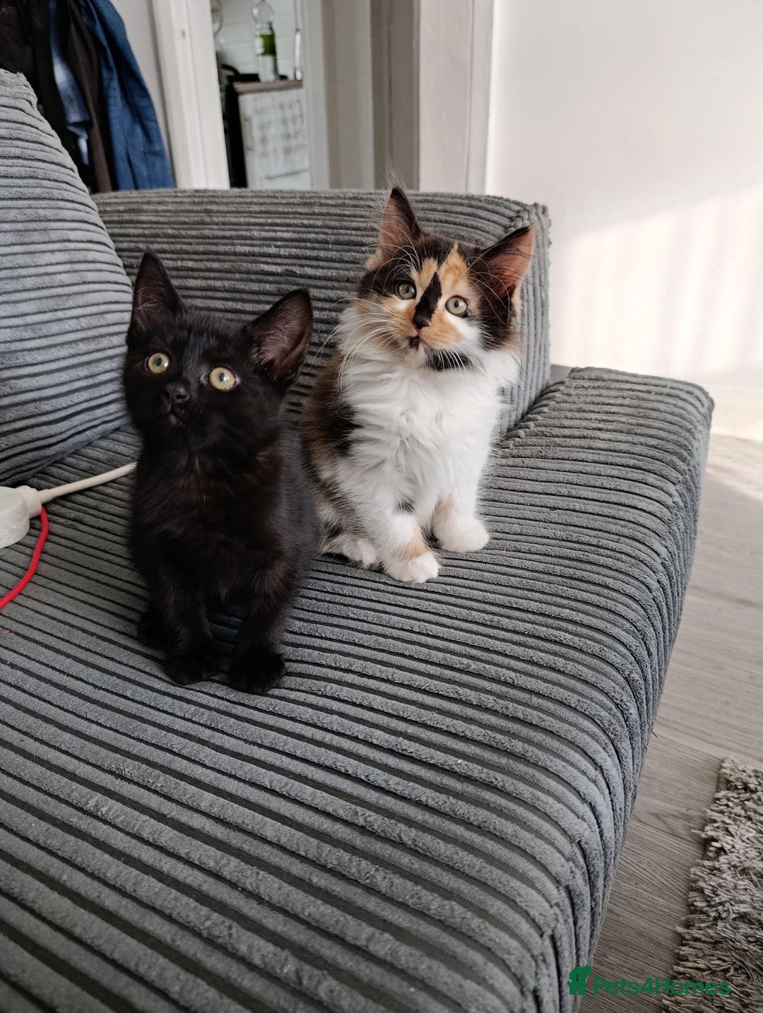 Domestic Shorthair cats for sale: cute mix breed kittens - Image 9