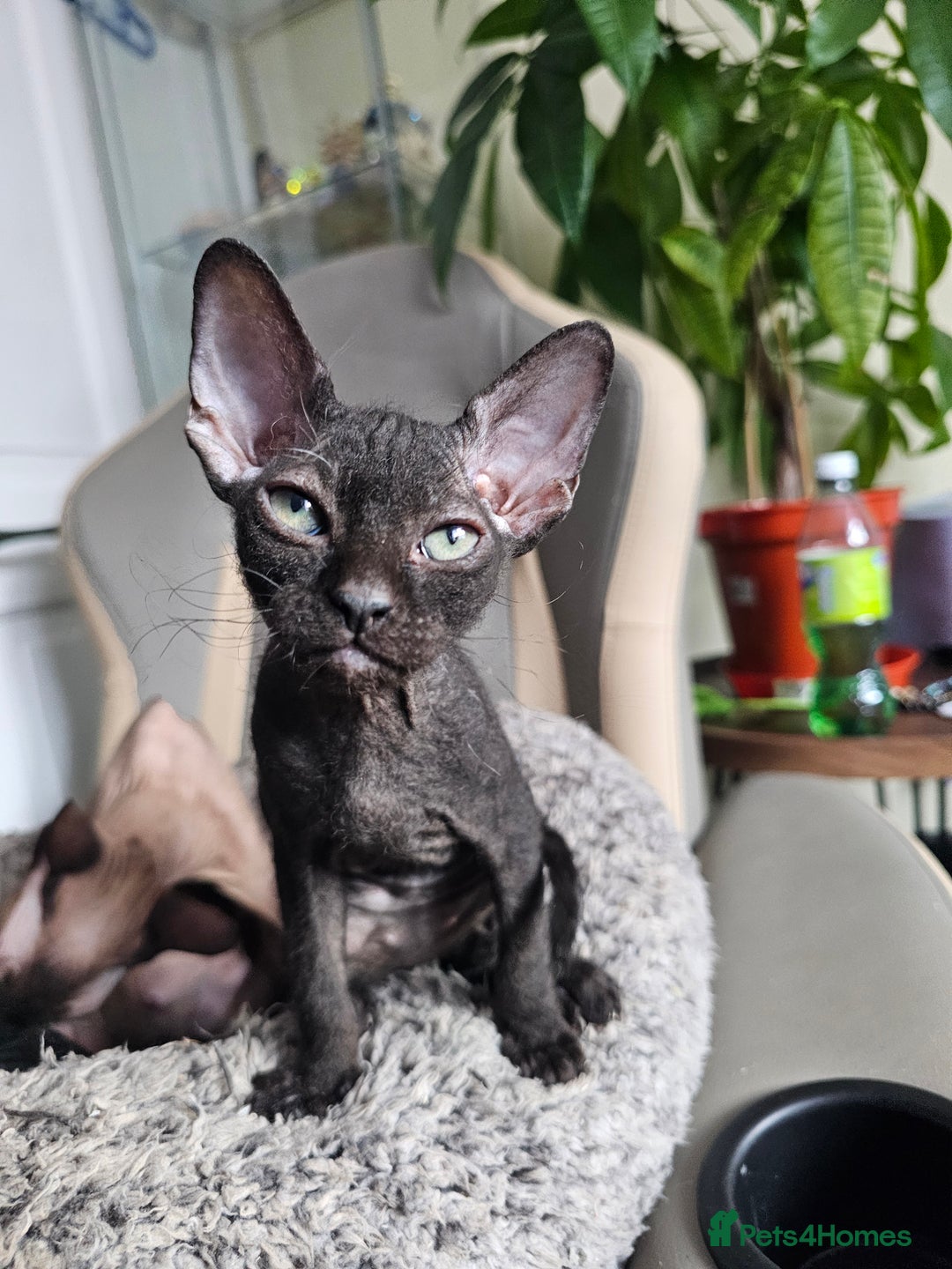 Sphynx cats for sale: Mixed selection Sphynx kittens. - Image 20
