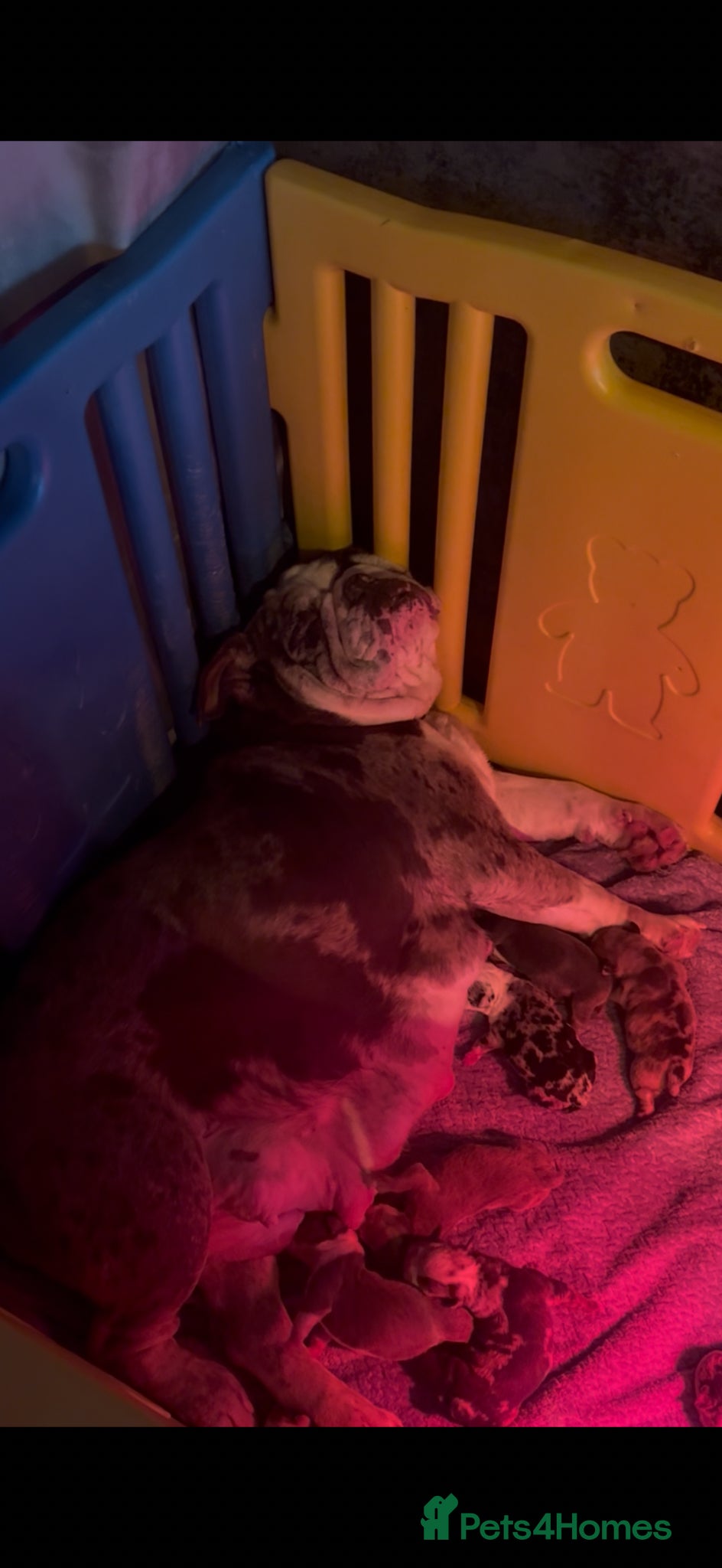 English Bulldog dogs for sale: ENGLISH BULLDOGS!  - Advert 4