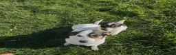 Jack Russell dogs for sale: Jack Russell  - Advert 9