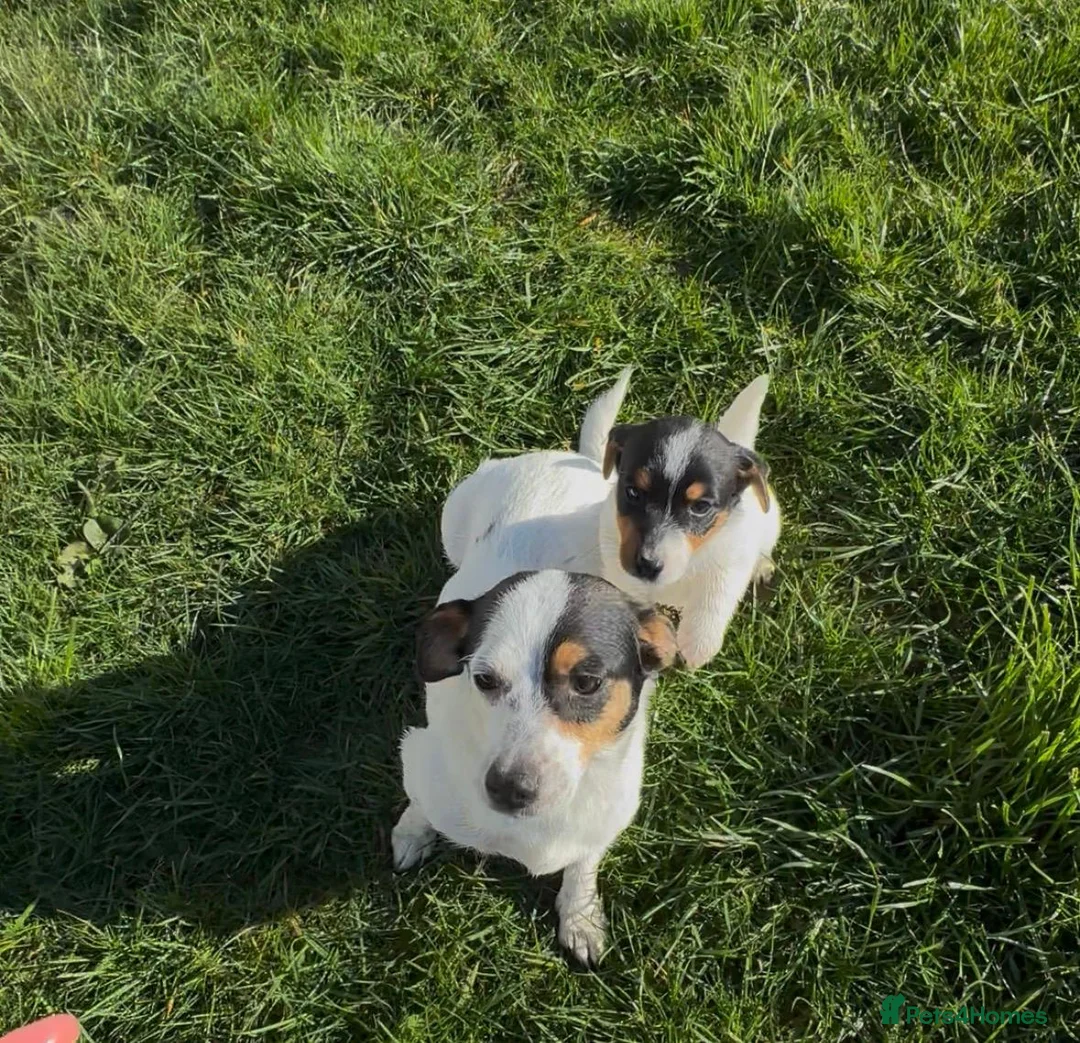 Jack Russell dogs for sale: Jack Russell  - Advert 9