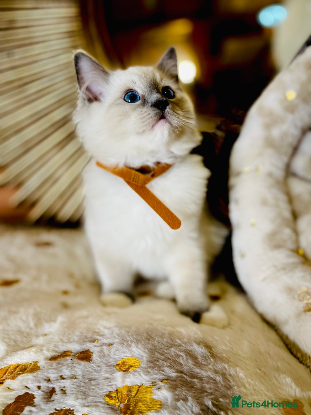 Ragdoll cats for sale: QUALITY GCCF RAGDOLLS KITTENS READY NOW  - Image 16