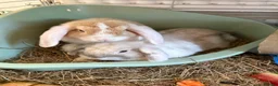 Mini Lop rabbits for sale: Two mini lops  in Chester - Advert 1