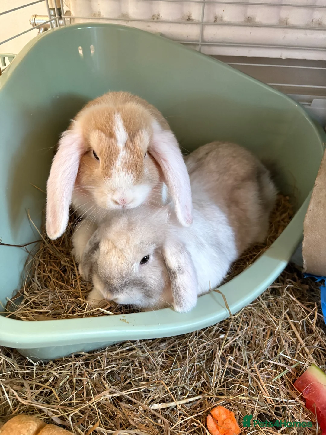 Mini Lop rabbits for sale: Two mini lops  in Chester - Advert 1