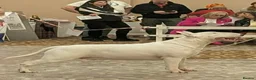 English Bull Terrier dogs for sale: BEAUTIFUL English BULL TERRIER PUPS  - Advert 10