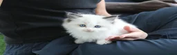 Ragdoll cats for sale: One boy available  - Advert 4