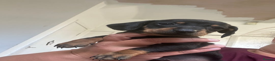 Dachshund Puppy 2