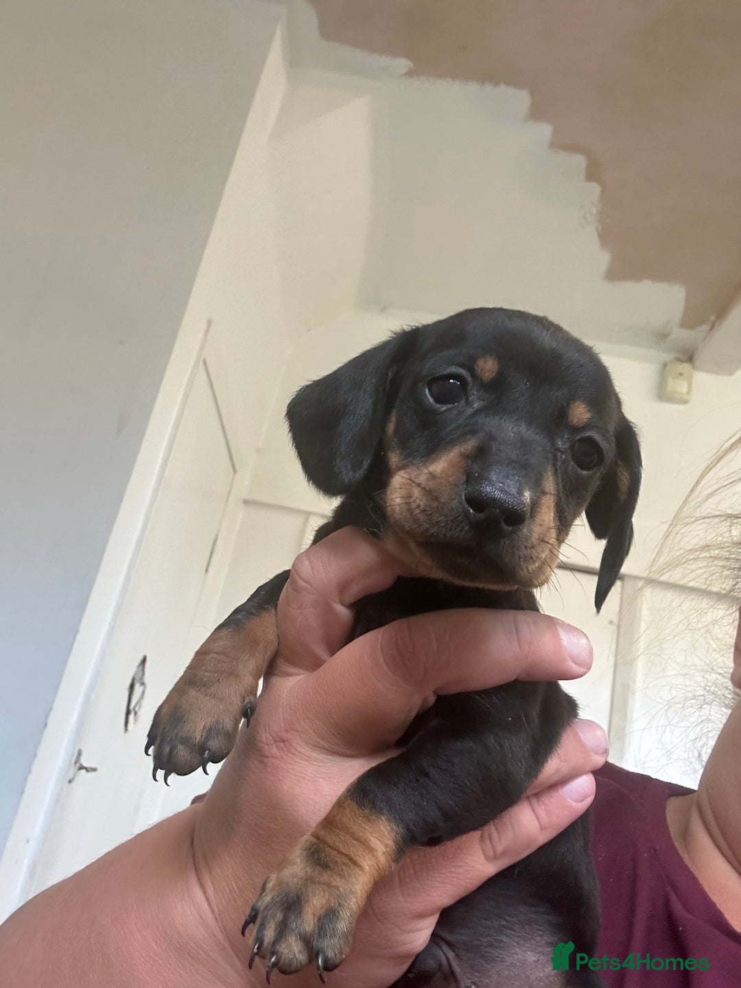 Dachshund dogs for sale: Dachshund for sale - Image 4