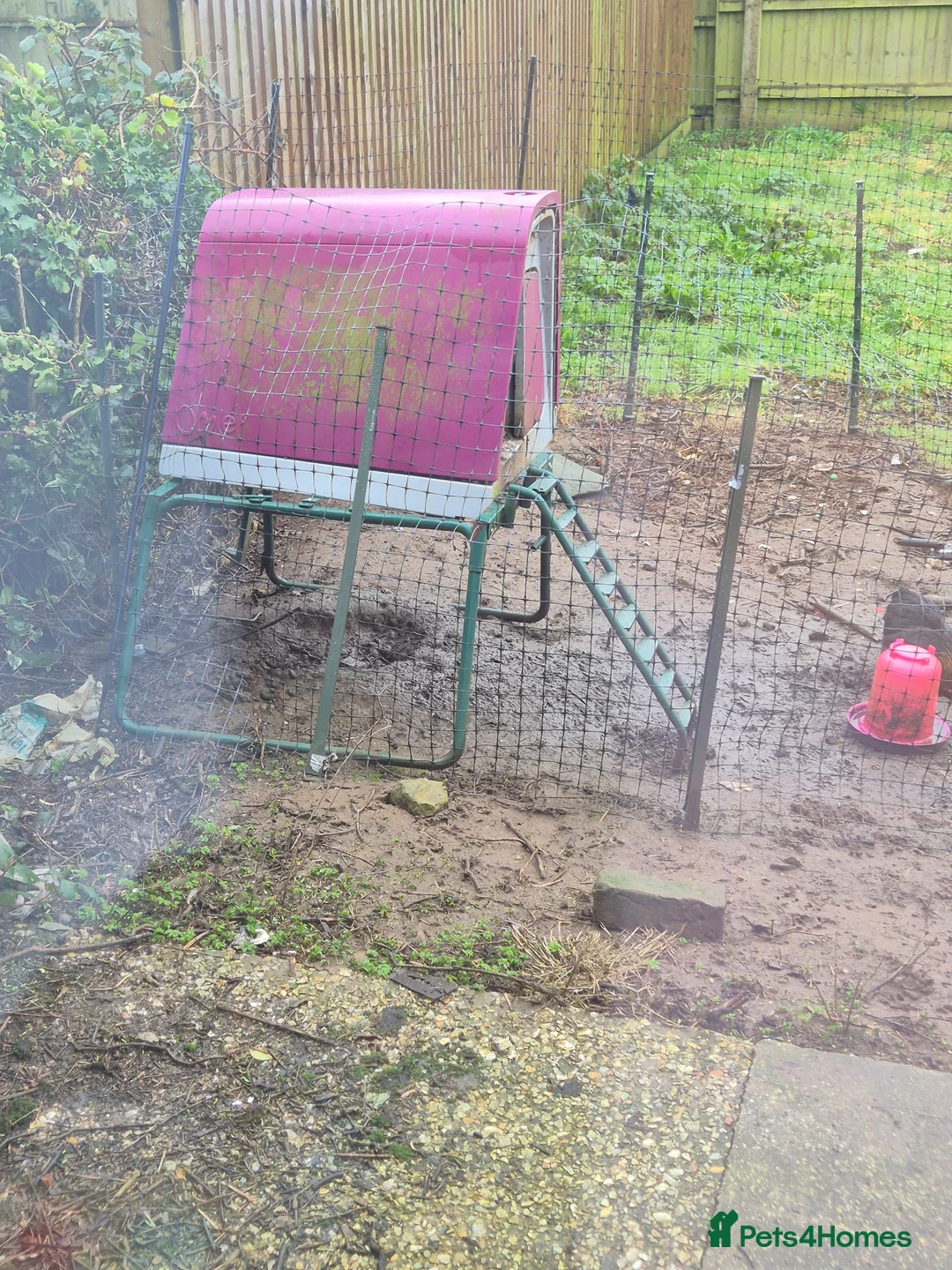 Chickens poultry for sale: 5 x pekins hens and omelet hutch  - Advert 1