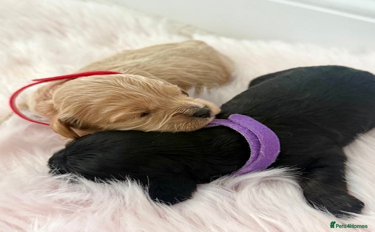 Cavapoo dogs - Advert 3