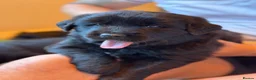 Golden Shepherd dogs for sale: ⭐ Golden Shepherd Puppies | ENS & ESI Raised ⭐ - Advert 7