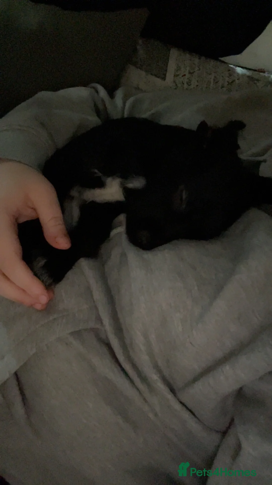 Mixed Breed dogs for sale: Puppy for sale - Advert 2